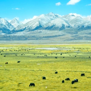 Tibet Transportation Tips