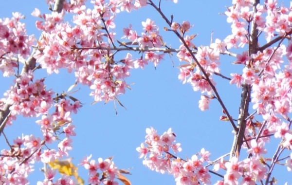 Jardin botanique de Kunming Ouest : Une épopée condensée de la pépinière de montagne au royaume des plantes