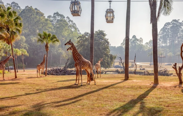 Chimelong Tourist Resort: A Fantastic Journey from Pearl River Farm to a World-Class Theme Park-3