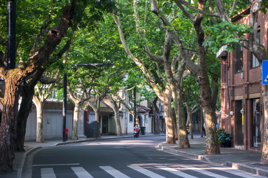 Wukang Road: A Journey Through a Century of Shanghai Charm Under the Plane Trees-2
