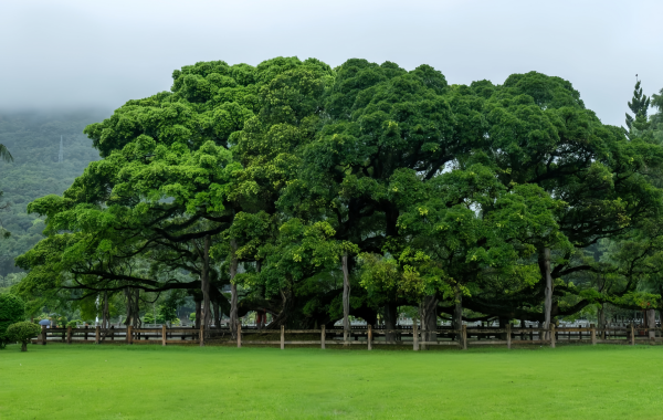 Fuzhou National Forest Park: Eine grüne Lunge in der Stadt und ein Naturbild des Millennium Banyan King