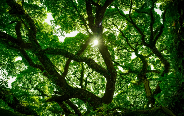 Fuzhou National Forest Park: Eine grüne Lunge in der Stadt und ein Naturbild des Millennium Banyan King-2