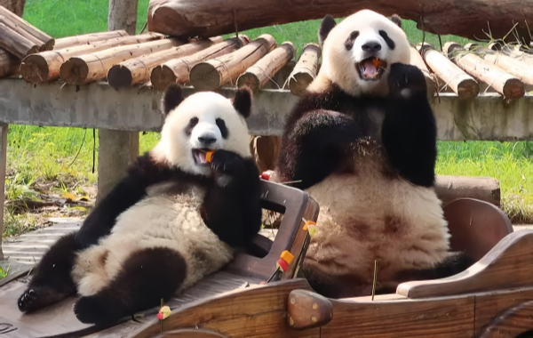 Chongqing Zoo: Eine Rettungsinsel für die Bergstadt für 70 Jahre