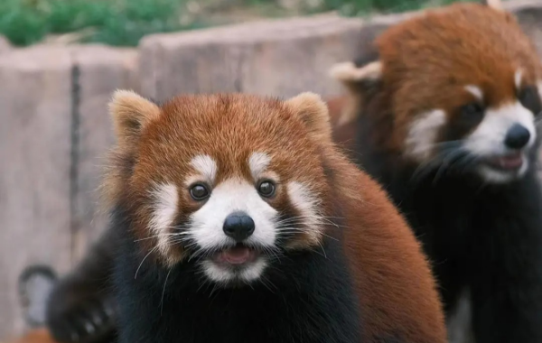 Chongqing Zoo: Eine Rettungsinsel für die Bergstadt für 70 Jahre-2