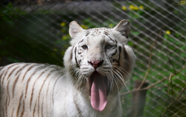 Chongqing Zoo: Eine Rettungsinsel für die Bergstadt für 70 Jahre-3