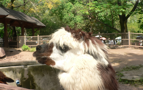 Chongqing Zoo: Eine Rettungsinsel für die Bergstadt für 70 Jahre-4