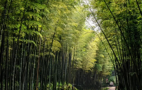 Shunan Bamboo Sea:A Reise in ein verdant Bamboo Wunderland Amidst Vast Green Waves-3
