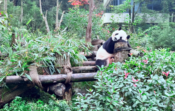 Savor the Spice: A Culinary Journey Through Sichuan’s Most Iconic Dishes