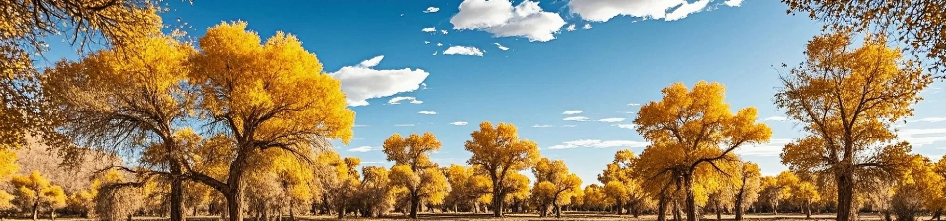 Luntai Populus Euphratica Forest