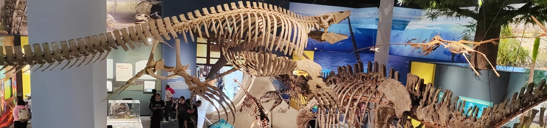 Пекинский музей естественной истории: Эпическое путешествие эволюции жизни, охватывающее сотни миллионов лет