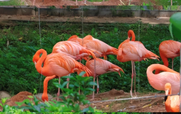 Changsha Ecological Zoo:A Journey into an